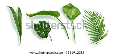 Tropic palm leaf isolated. Monstera plant leaves vector set. Summer realistic jungle branch collection. 3d beautiful botany paradise decor with rhopalostylis and philodendron natural element