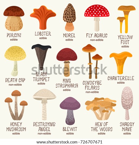Mushrooms edible and poisonous Zdjęcia stock © 