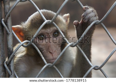 Similar – Image, Stock Photo Apes behind bars