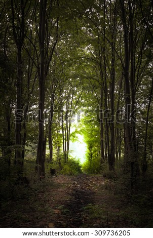 dark forest - bright lighting destination - vertical - Road path way through jungle