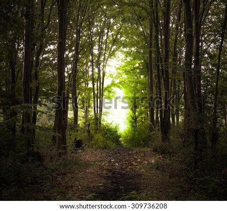 dark forest - bright lighting destination - horizontal -Road path way through jungle
