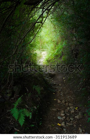 natural tunnel - road patch way through dark foliage and trees- bright lighting destination