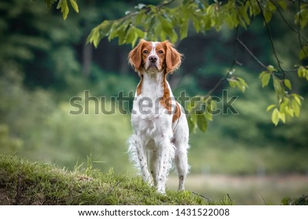 brittany spaniel female dog portrait Foto stock © 