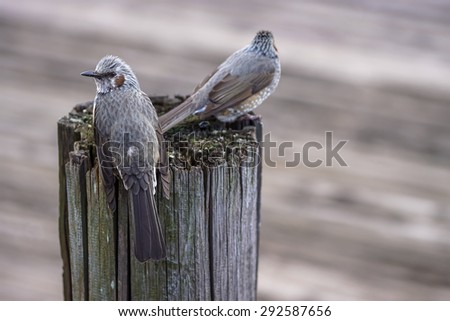 a couple birds on top of wood pole at pier.