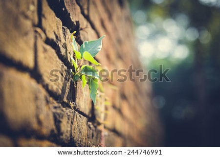 Vintage little tree and brick wall,Thailand