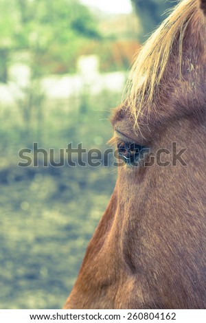 Horse left eye profile with shallow depth of field and cross processing