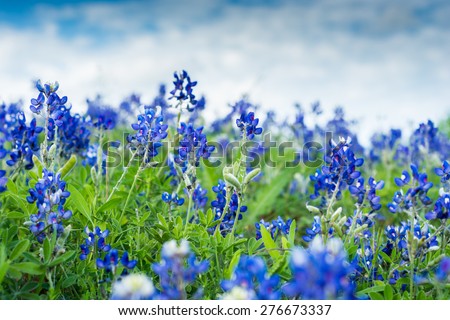 Blue Bonnet Flowers in a field. Focused on two stems