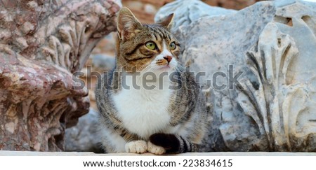Cat in Ephesus, Cat, Cat Face, Cat Looking Away, Antique