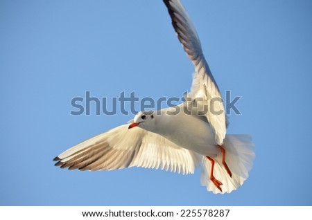 Wings of Seagull, Seagull Flying, Blue Sky, Bird Flying, White Bird