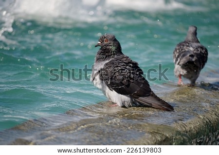 Pigeon on Water, Pigeon, Dove, Bird, Bird on Water, Turquoise