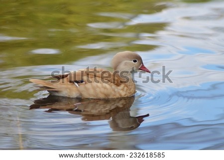 Duck Swimming,Female Mandarin Duck, Bird, Duck on Water, Duck