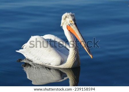 Pelican on Water, Blue Water, White Bird
