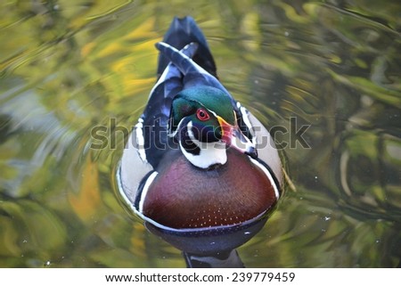 Duck on Water, Carolina Duck, Bird, Duck, Bird on Water, Green, Male Wood Duck, Duck Swimming, Bird Swimming, Duck
