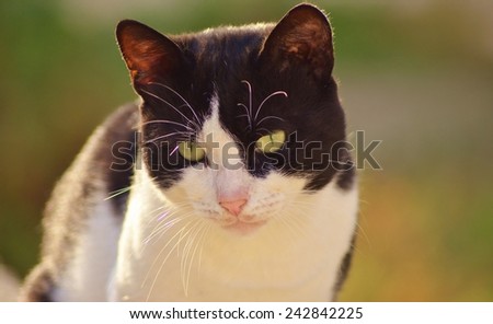 Cat Face, Cat, Cat Eye, Kitty, Cat Closeup, Cat Isolated, Cat Head