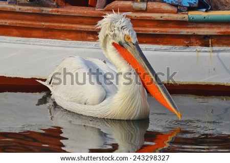 Pelican on Water, White Bird