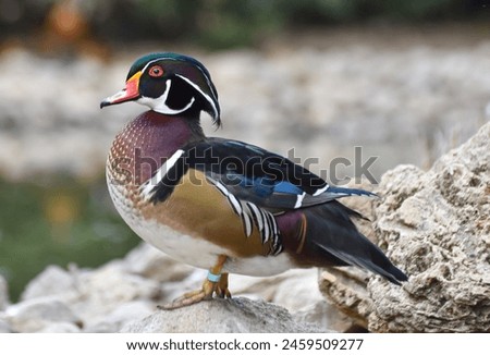 Similar – Image, Stock Photo The duck stands on the ice and drinks the cold water