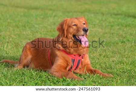 Dog Smiling, Dog, Dog Face