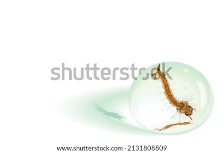 Vector illustration of mosquito larvae stage hang upside down in water drop,developed from mosquito eggs,wigglers,bubbles in clear water,realistic drops on white,Life cycle of mosquito larvae.