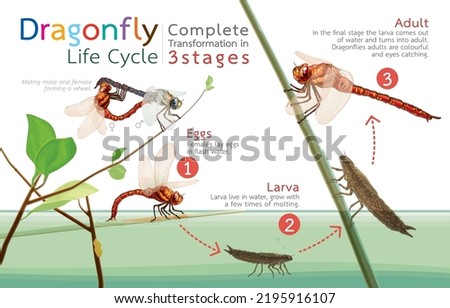 Infographic illustration of dragonfly life cycle,complete transformation in 3 stages,development of adult dragonfly,predator insect metamorphosis,natural swamps.Art,Design of nature,animals,insects.
