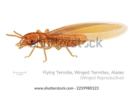 Vector illustration of alates,flying termite,winged termites,adult termites,winged reproductive castes,group of detritophagous eusocial insects,caste system insects,invasive animals,isolated on white.