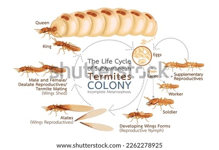 Infographic illustration of life cycle of subterranean termites colony,incomplete metamorphosis,caste social insects,detritophagous eusocial insects, isolated on white,Invasive species proliferating.