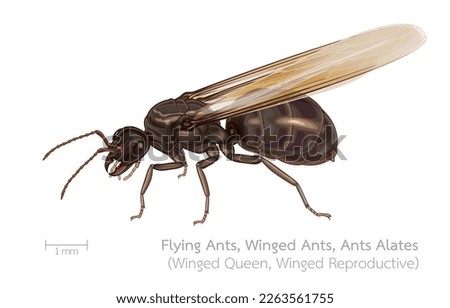 Vector illustration of ants alates winged,flying ants,subterranean ants female,winged queen,small insects,reproductive age,beautiful natural insects,invasive species,eusociality,isolated on white.