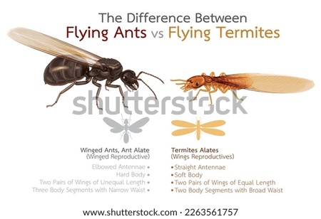 Infographic illustration of difference between flying ants vs flying termites,winged ants,winged termites,moths,small insects,reproductive age,isolated on white.invasive species,eusociality.