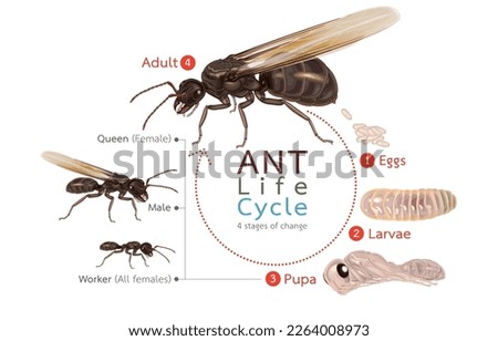 Infographic illustration of ant life cycle,4 stages of change,eggs,larvae,pupa,adult,reproduction of the social insect kingdom,isolated on white background.invasive species,eusociality.