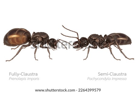 Vector illustration of 2 types of adult female queen ants,fully-claustra prenolepis imparis,semi-claustra pachycondyla impressa,wings fall off,reproductive age,on white.invasive species,eusociality.