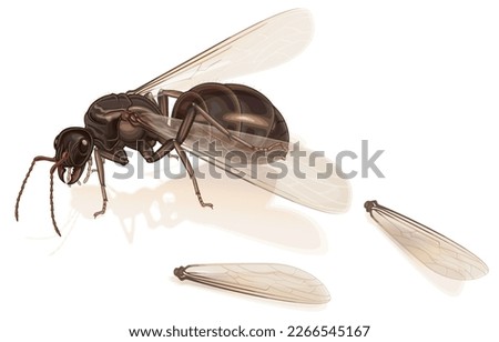Vector illustration of queen ant is taking off wings with hind feet,ants alates winged,flying ants,subterranean ants female,reproductive age,isolated on white.invasive species,eusociality.