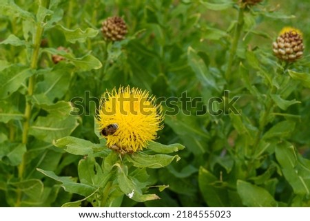 Image, Stock Photo Closeup of yellow cornflower with selective focus on foreground
