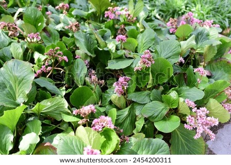 Similar – Foto Bild Nahaufnahme von bergenia crassifolia blühend im Frühling Garten