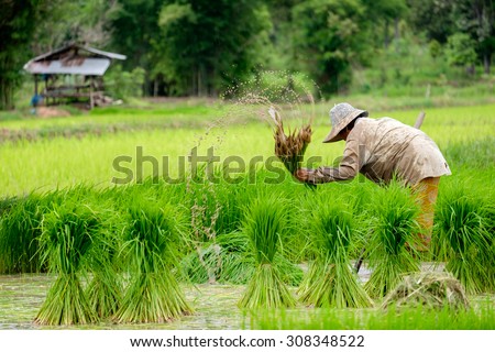 farmers rice working,Central Rain,movement at work,motion blur s