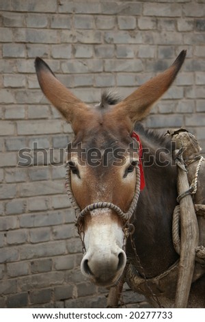 face of the donkey