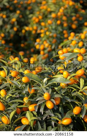 Kumquat in the Guangzhou Spring Festival market