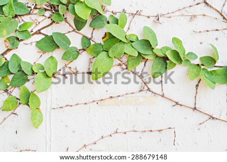 Climber tree on the wall, selective focus (detailed close-up shot)