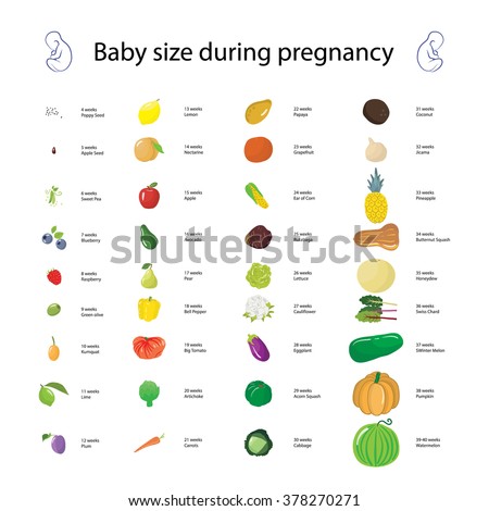 Size Of Baby At 7 Months Fruit - Get More Anythink's