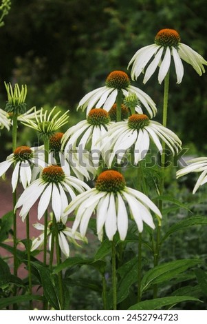 Similar – Image, Stock Photo Echinacea purpurea, yellow variety, inflorescence