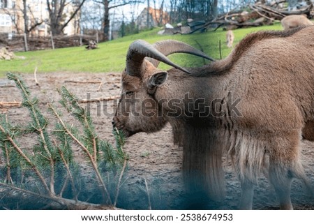 Similar – Image, Stock Photo Herd of Barbary sheep in bushes