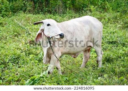 white cow in a forest, It is still possible to see an forest fragment in the back.