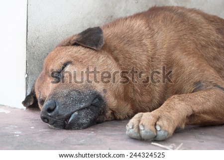Thai Stray Dog Sleep