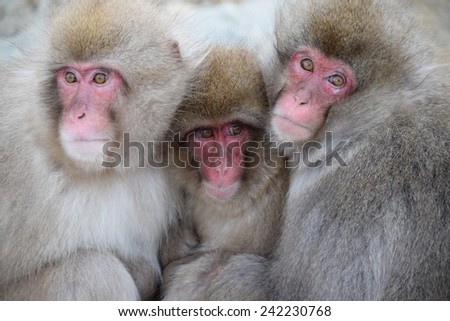 three snow monkeys in Nagano Japan