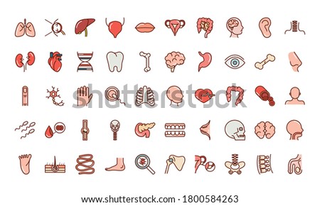 human body anatomy organs health liver eye brain mouth bone skull icons collection line and fill vector illustration