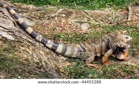 large iguana on zoo, reptile animal image