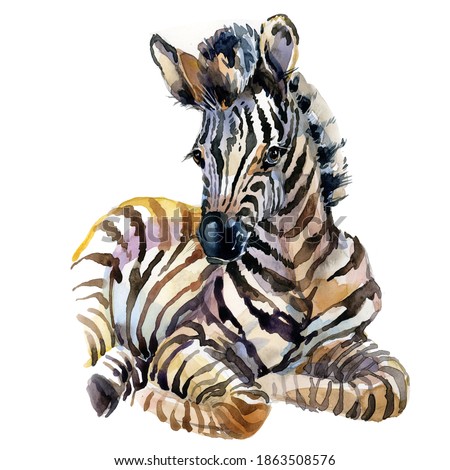 Cute little zebra watercolor illustration. wild baby animals series