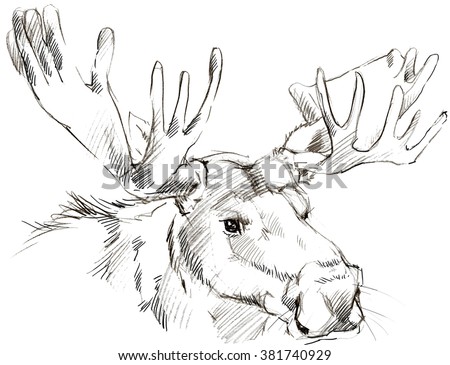 Moose pencil sketch drawing.  Stock fotó © 