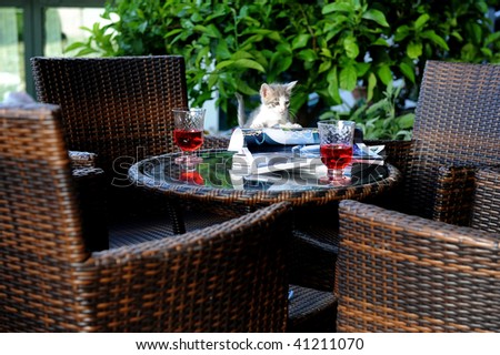 Cat on a garden table enjoing