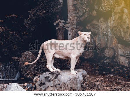 White Lion hitters standing posture