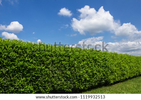 Green Hedge