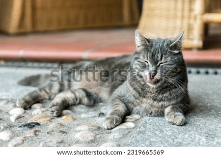 Cute cat is cleaning itself relaxing in a country house in outdoors. Stock foto © 
